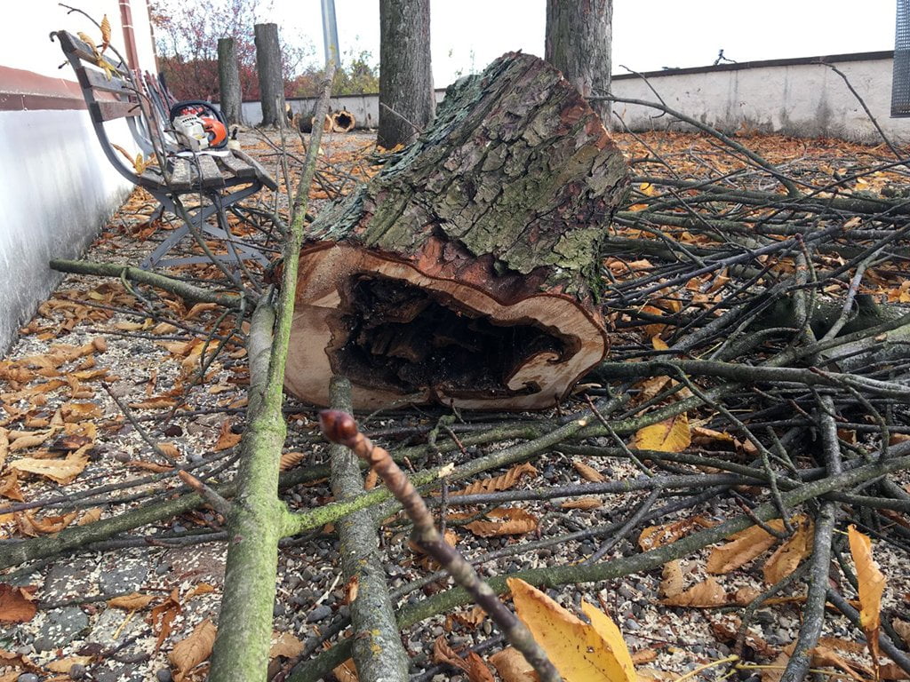 Kirche St. Chrischona: Faule Kastanien Aufgrund von Pilzbefall mussten die Rosskastanien auf dem Vorplatz der Kirche St. Chrischona im Dezember 2018 gefällt werden. Die Sicherheit wäre sonst durch faule Äste bedroht gewesen.