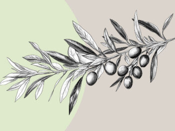 Früchte tragen bis ins hohe Alter – Aspekte des Alters in der Bibel