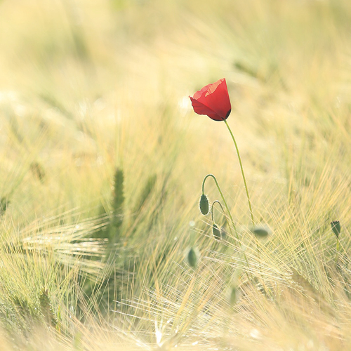 Hochsensibilität und Introversion / Extraversion